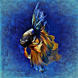 魚(yú),水下,水族館