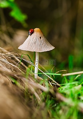 蘑菇,瓢蟲(chóng),森林
