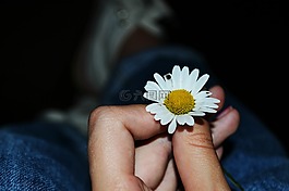 花,雛菊,黑暗