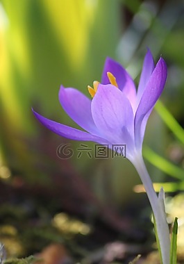 藏紅花,花,春天