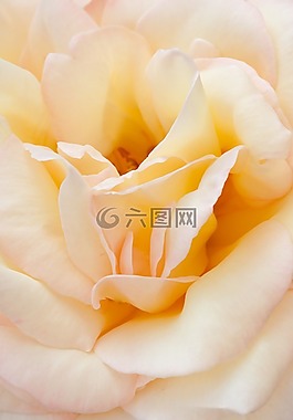 玫瑰,花,花園