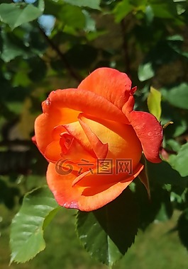 花,花園,粉色