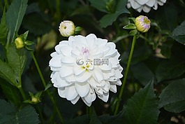 白色的花,花園,性質(zhì)