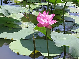 蓮花,池,花