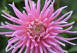 粉红色的花朵,漂亮,花园