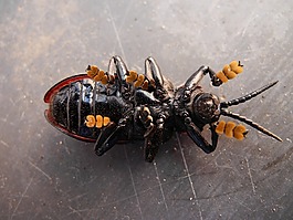 甲蟲,昆蟲,野生動物