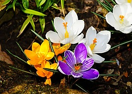 藏紅花,鮮花,春天