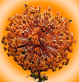 觀賞蔥,花,開(kāi)花