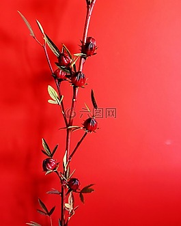 槿,植物,r