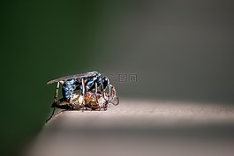 自然,斗爭,昆蟲