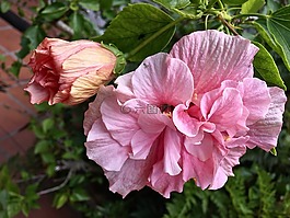 ibisco,粉红色的花瓣,花园