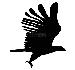 鷹,側(cè)影,鳥(niǎo)