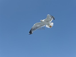 海鷗,鷗,鳥