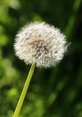 花卉,植物,夏天