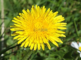 蒲公英,黃色,花