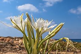 pancratium maritimum,百合,花