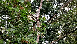 蝴蝶,黑色和黃色,昆蟲(chóng)