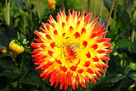大麗花花,嬌琴紗,花