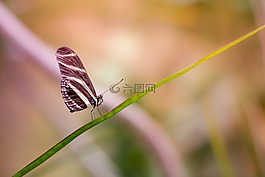 動物,散景,昆蟲