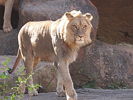 獅子,野生動物,貓