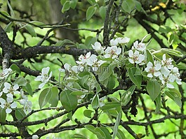 蘋果花,蘋果樹花,鮮花