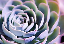 自然,肌理,植物