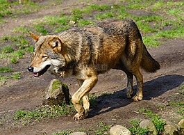 狼,捕食,野生動物