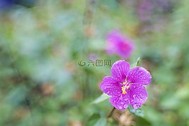 花,紫色,盛开