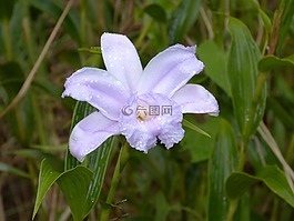 蘭花,野生蘭花,開花