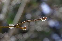 春天,科,雨滴