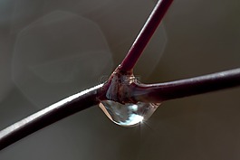 春天,科,雨滴