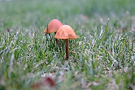 蘑菇,小蘑菇,秋季