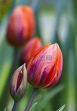 紅色,郁金香,花