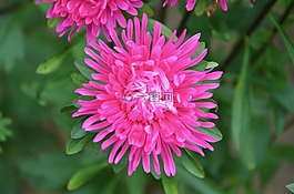 粉红色的花朵,漂亮,植物