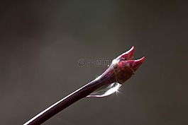 春天,科,雨滴