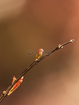 萌芽,石榴,食品