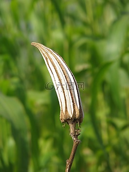 ladyfinger,干,食品