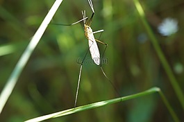 bug,蚊子,宏