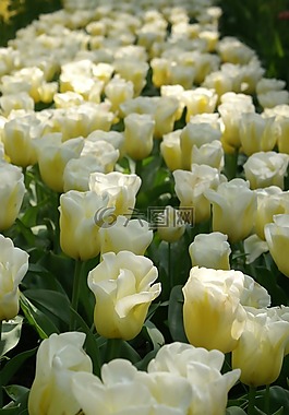 郁金香,荷蘭,春天