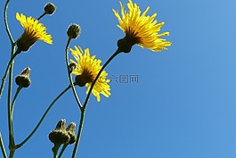 鮮花,藍(lán)色的天空,黃色的花朵