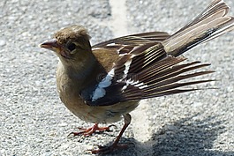 檢查,青年,鳥