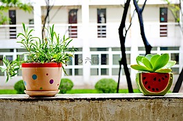 盆景,夏天,靜物