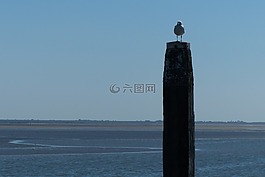 meerpaal,schiermonnikoog,海鸥