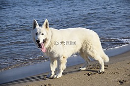 動物,狗,瑞士牧師