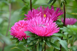花,花束,装饰