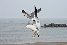 動物,海,海灘