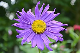 鮮花,紫色瑪格麗特,性質(zhì)