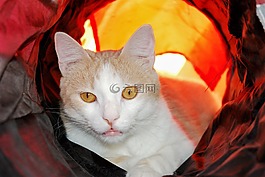 猫,眼睛,光