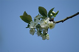 開花,水果,梅花