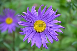 鲜花,紫色雏菊,花束